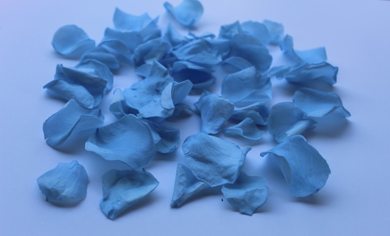16" Preserved Flower Petal Confetti Cannon - Image 9