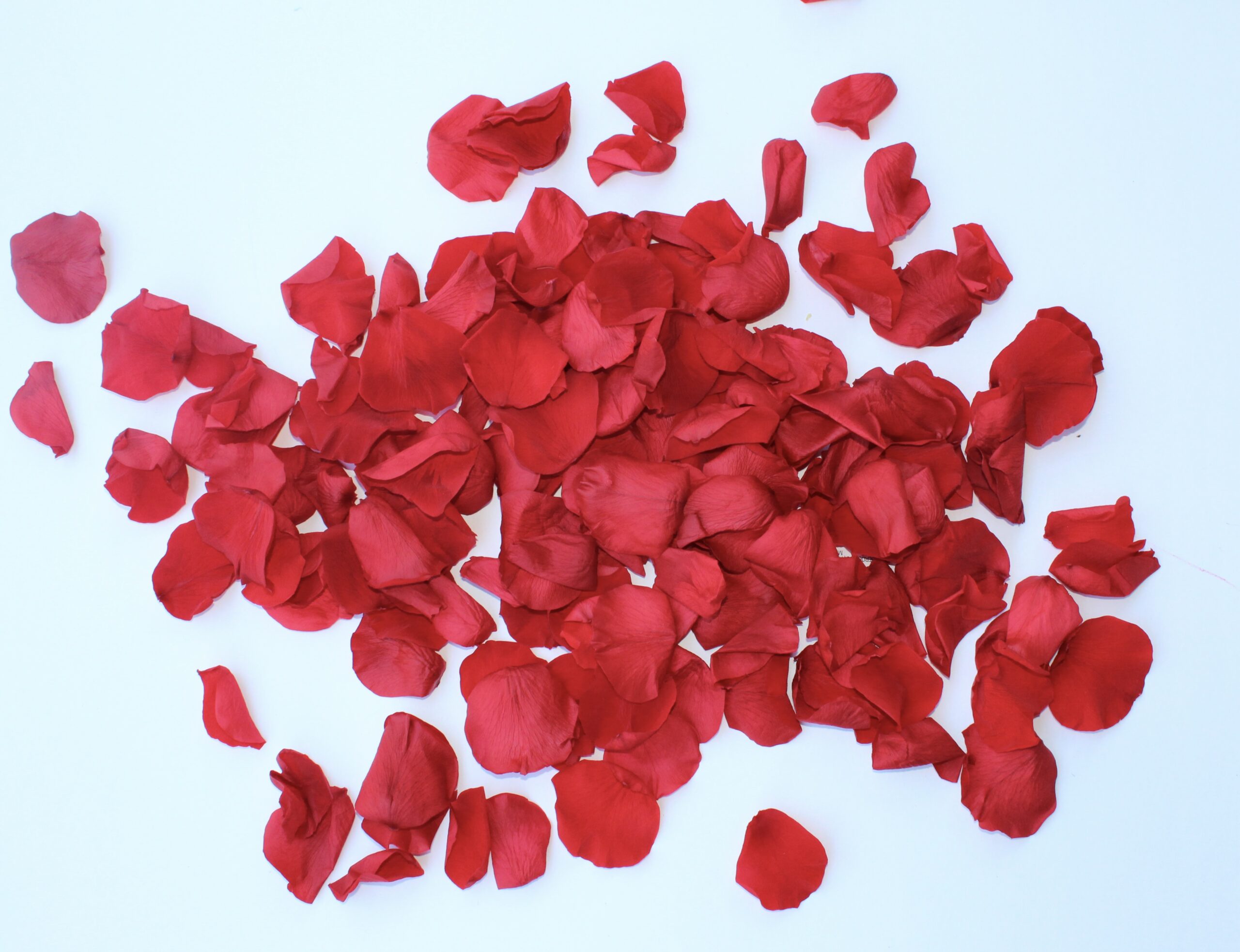 16" Preserved Flower Petal Confetti Cannon - Image 3